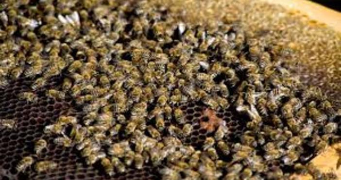 Компенсации за пчеларите в Плевенско чиито пчелни семейства бяха отровени