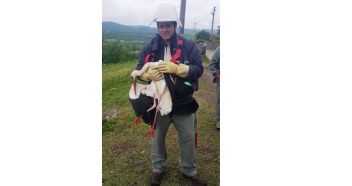 Сътрудници на EVN България спасиха щъркел оплетен в проводниците на стълб