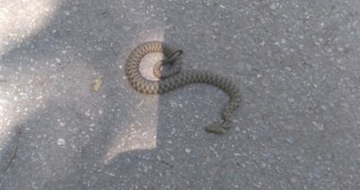 Снимка на змия, завита около клон на дърво в Морската