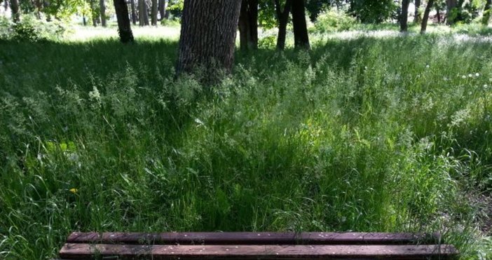 Извънредна обработка на зелените площи в София срещу кърлежи Тази