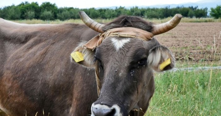 Снимка: БулфотоДо месец международно известната крава Пенка ще стане майка,