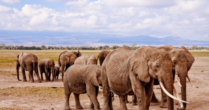 Властите в Ботсвана вдигнаха забраната за лов на слонове тъй