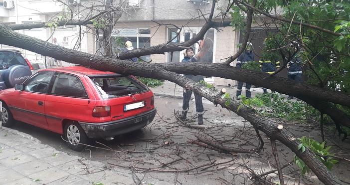 Дърво падна върху две паркирани коли на ул Топра Хисар
