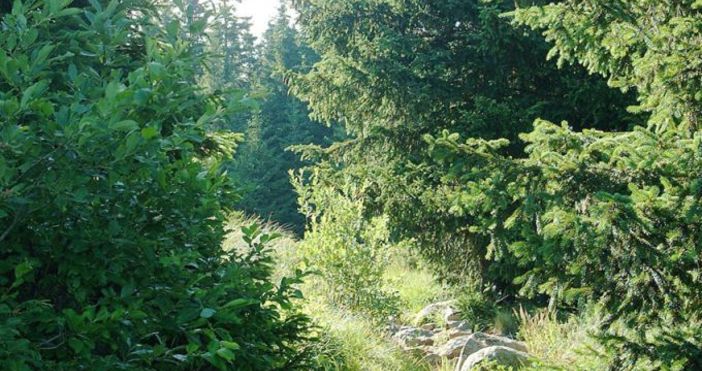 Снимка Булфото архивМъртви коне са открити в гориста местност преди