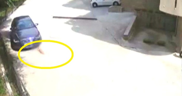 Мъж прегази с автомобила си бездомно куче в Сандански Видеозаписът
