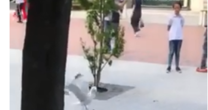 Мъж засне любопитен клип на площад Независимост във Варна който