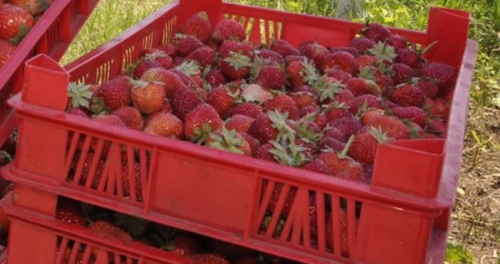Снимка БулфотоВ края на май идва сезонът на ягодите първият