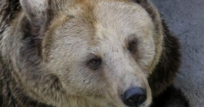 Снимка БулфотоСигнал за мечка в района на улица Младост“ в