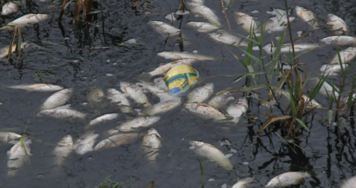 Снимка БулфотоОбезпокоителен сигнал за изплували мъртви шарани във водите на езерото Рабиша подадоха