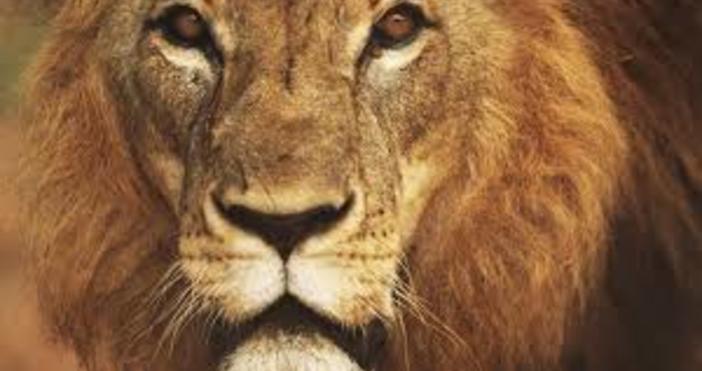 Най малко 14 лъва избягаха от национален парк намиращ се в