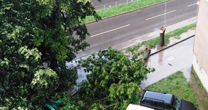 снимка Красимир Николов ФейсбукИнформация за още едно дърво паднало при