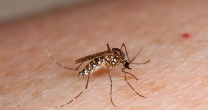 Във Варненска област има 126 комарни биотопа които подлежат на