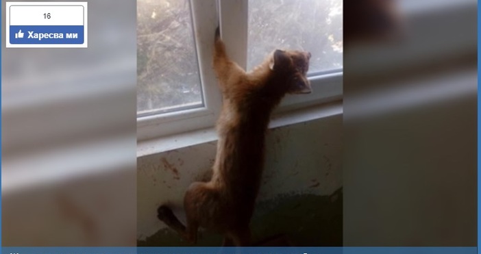 Неочакван и неканен гост изненада жителите на блок на булевард