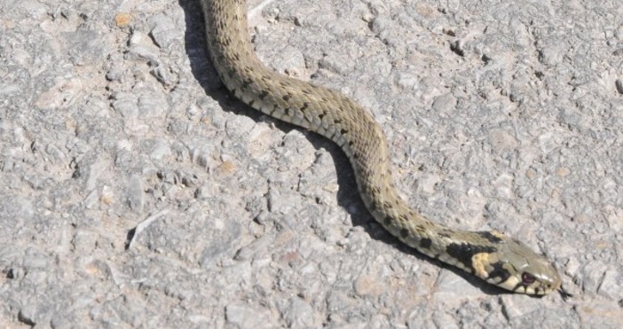 Снимка БулфотоБум на ухапвания от змии в началото на лятото.