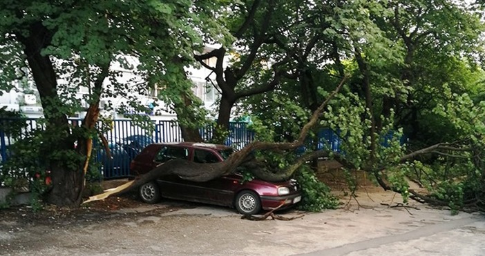 снимка: Милена Станкова, Виждам те КАТ-ВарнаСцепено дърво е затиснало паркирана кола