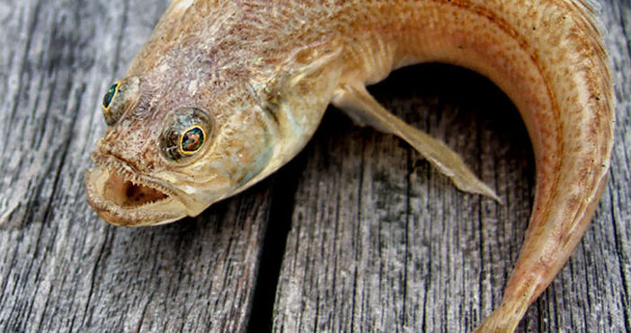 МониторОтровната риба морски дракон дебне по плитчините на родното Черноморие.