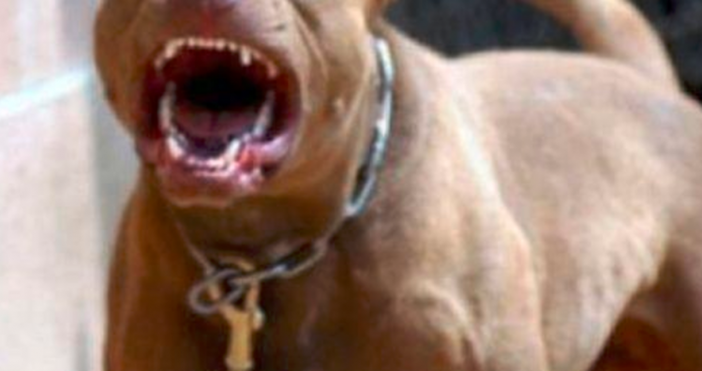 До 1 000 лева глоба за стопани на агресивни кучета