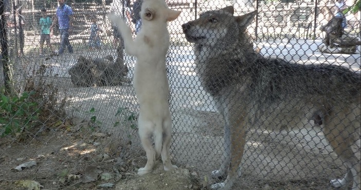 Бял вълк се роди във Варненския зоопарк На 3 май
