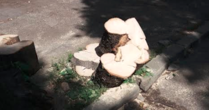 Снимки читателВижте как се режат вековни дървета във Варна Така коментира