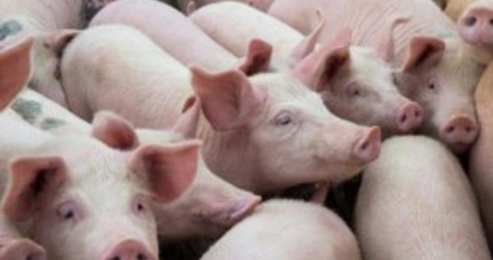Ветеринарните власти започват умъртвяване на всички домашни свине в 3 километровата