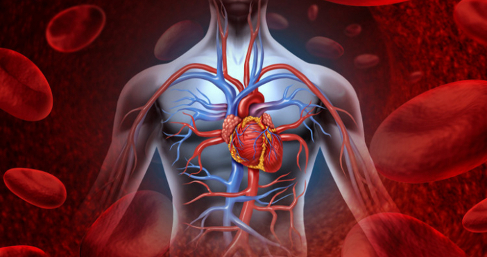 Сърдечно съдовите заболявания са най опасният враг на всички хора Именно сърдечните