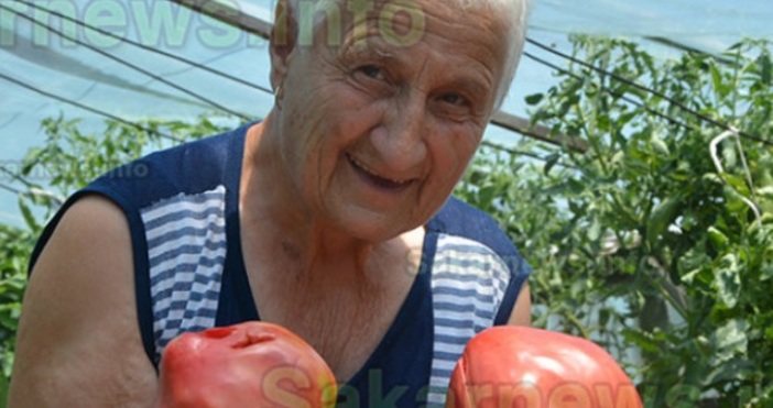 sakarnews.infoГигантски розови домати отглежда жена от село Доситеево. Тази година