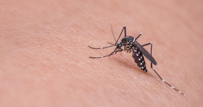 Огромно нашествие на комари е регистрирано това лято в Кърджали пише novini bg Всяка