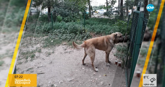 Кадър Нова твВъв Варна е изоставено в кучешка градинка 70 килограмово