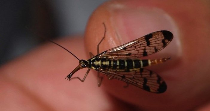 Снимка БулфотоСпециалистите наричат комарите временни кръвосмучещи насекоми Те живеят около 3 месеца