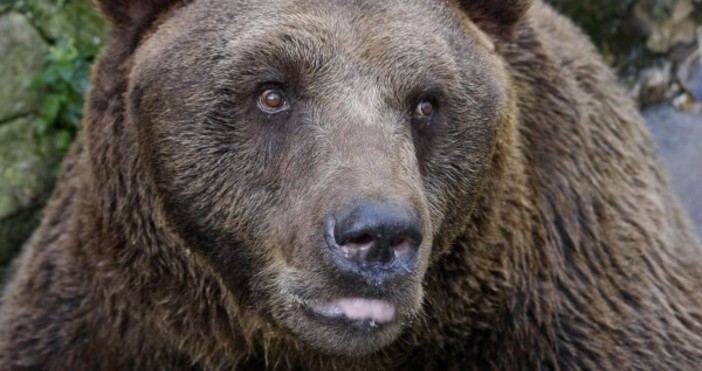 Снимка БулфотоКафява мечка е нападнала и унищожила четири пчелни кошера