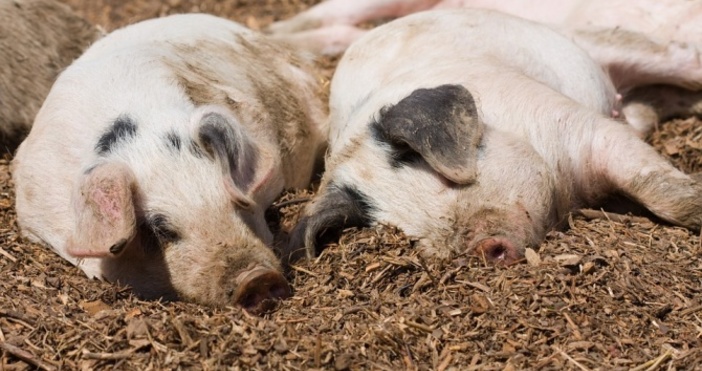 Започна умъртвяването на животните от свинекомплекса в село Николово в