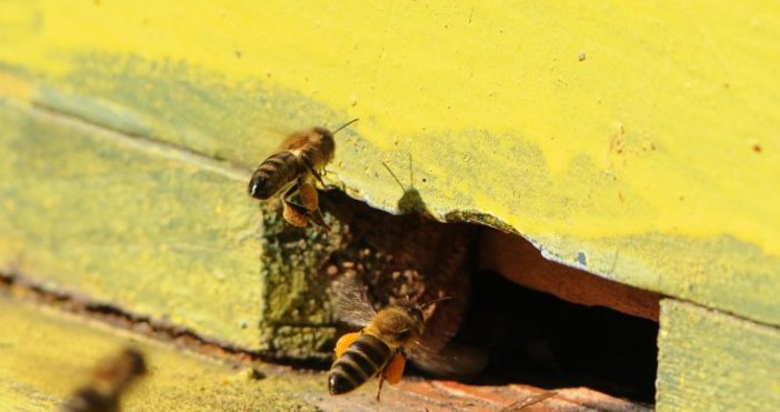 Снимка БулфотоАко изчезнат пчелите от Земята, на човек му остава