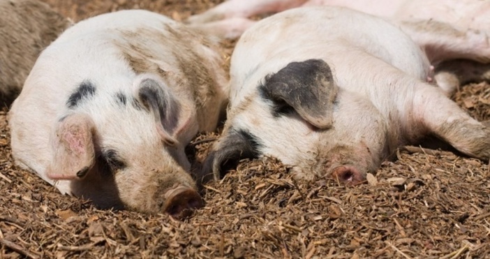Тревожна информация за разпространението на африканската чума по свинете дойде