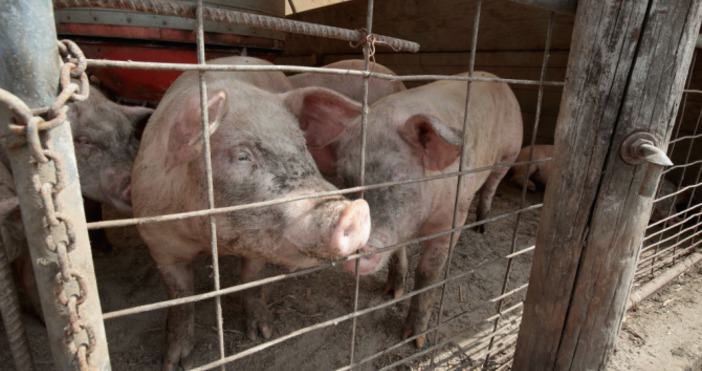 В Пазарджишка област срокът за доброволно умъртвяване на прасета от