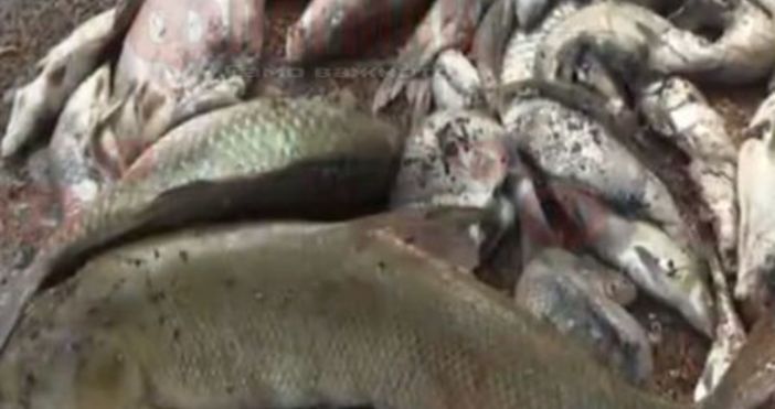 Тонове мъртва риба са открити в Искър близо до село