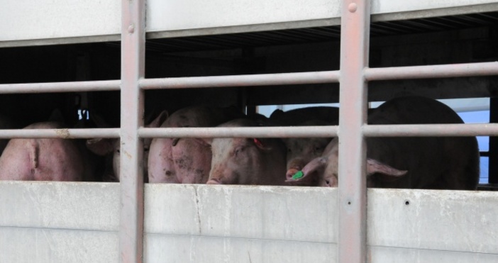 Снимка БулфотоИндустриални свиневъди призоваха за обявяване на бедствено положение на територията на