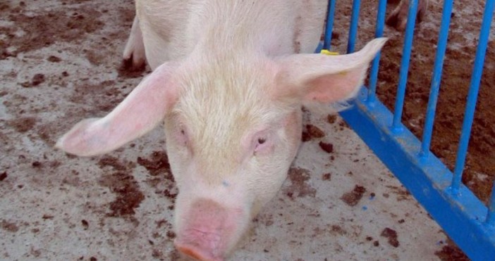 Кризата с чумата по свинете се разраства Регистрирани са нови огнища