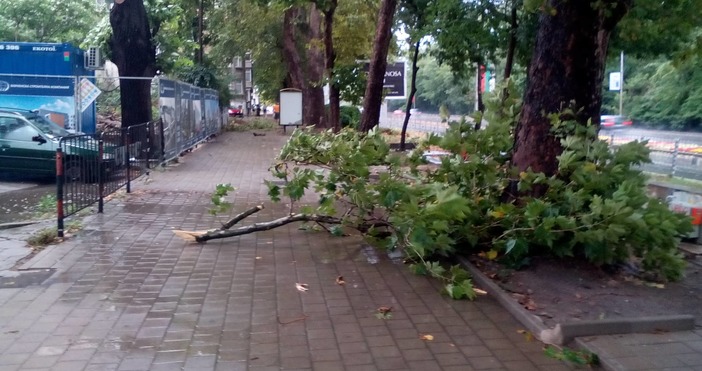 Снимки ПетелПадналите клони във Варна са затворили вече няколко тротоара