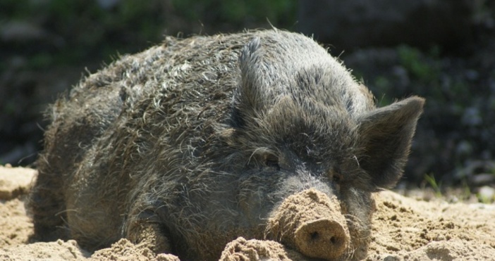 Снимка pixabayИма съмнения че е възникнало ново огнище на Африканска чума в област