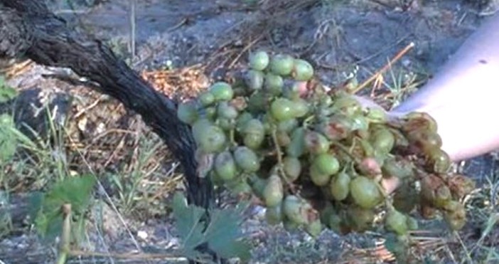 кадър bTVСтотици декари унищожена реколта от грозде в село Долна