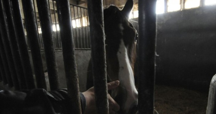 Снимка Булфото архивЗа кражба на кобила от частен имот в