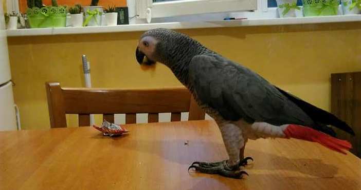 снимка  Габриела Стоевска Забелязано във Варна Стопаните на симпатичен папагал от порода