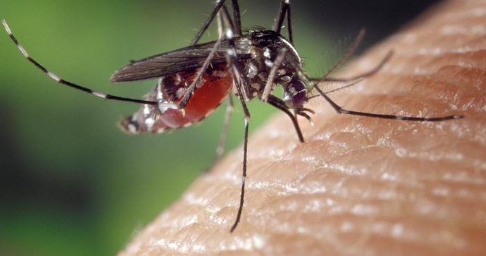 Комарите са не просто досадни жужащи твари които ни хапят