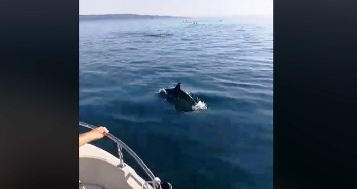 видео Георги Тодоров ФейсбукНе ви трябва делфинариума във Варна –