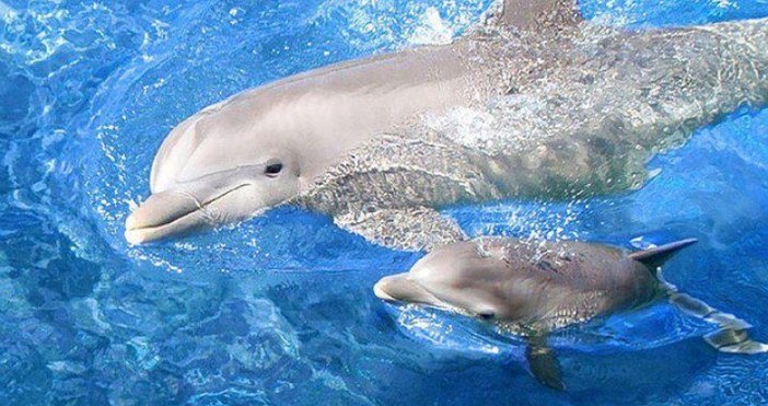 Бебе-делфинче почина в делфинариума във Варна. Малкото било родено едва