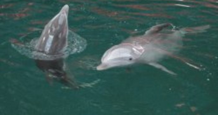 Actualno.comВарненският делфинариум се намира в северната част на Морската градина