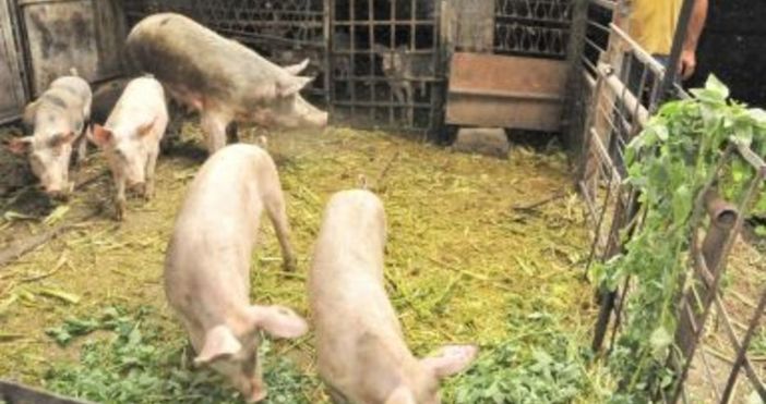 Снимка: БулфотоОколо 90 процента от прасетата в пазарджишките села са изклани.