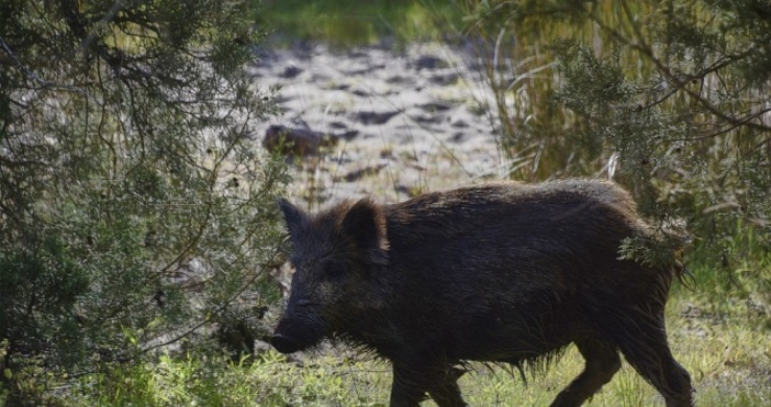 БАБХ констатира нови случаи на африканска чума при диви свине