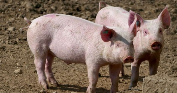 Снимка  pixabay comПърви случай на африканска чума по свинете е регистриран в