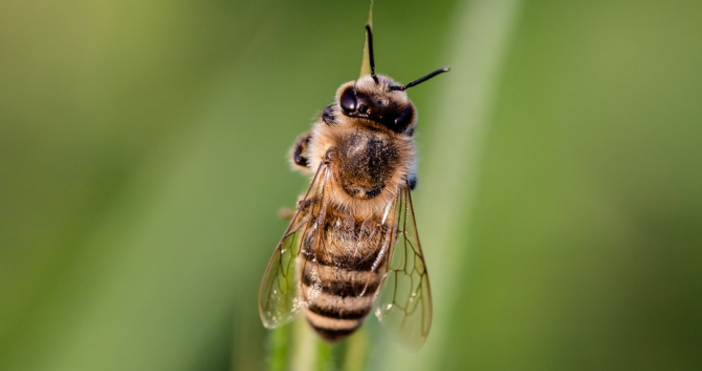 Снимка  PixabayУжилване от пчела уби 30 годишен мъж в Мизия Трагедията е станала